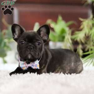 Jennifer, French Bulldog Puppy